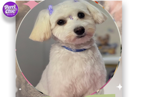 Peluquería para Poodle en Puente Alto — Perrichic